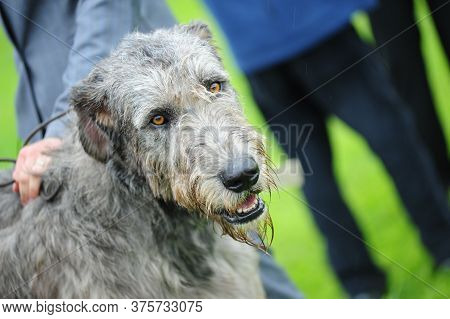 Wolfhound Portrait