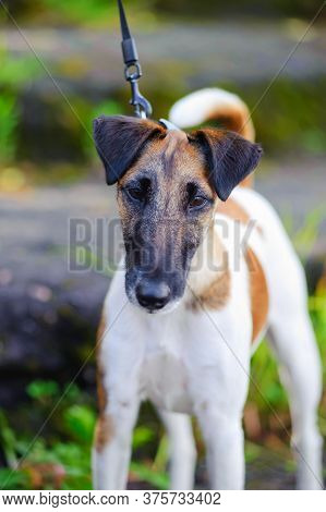 Smooth-haired Fox Terrier