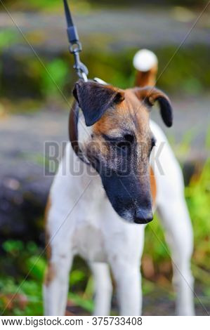 Smooth-haired Fox Terrier