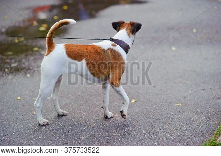 Smooth-haired Fox Terrier