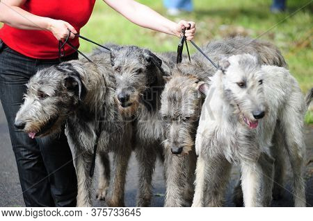 Irish Wolfhounds On A Walk