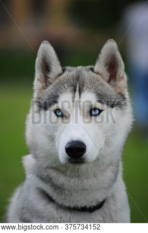 Husky Portrait