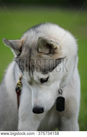 Huskey,dog, Pet, Team, Siberian, Breed,