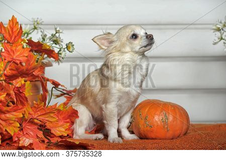 Chihuahua, Autumn Leaves And Pumpkin