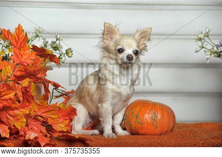 Chihuahua, Autumn Leaves And Pumpkin