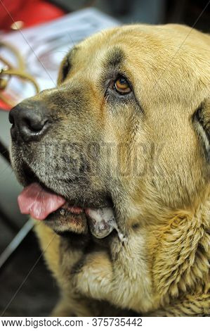 Irish Mastiff Dog Portrait In Garden