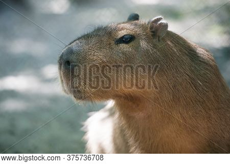 Close Up Portrait Of A Cute Capybara (hydrochoerus Hydrochaeris)