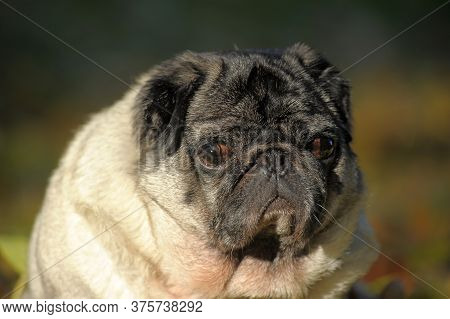 Pug Dog In The Autumn Park