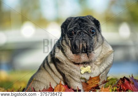 Pug Dog In The Autumn Park