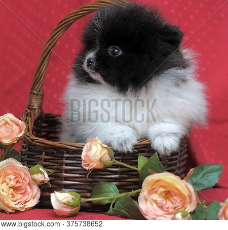 Black And White Puppy Of Pomeranian Dog In Backet Iwith Flowers On Red Background