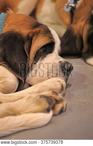 St. Bernard Dog