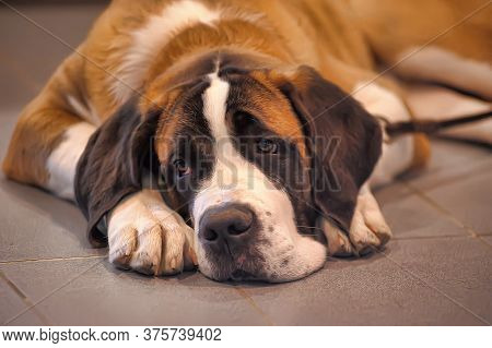 St. Bernard Dog