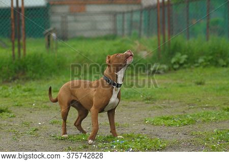 American Staffordshire Pit Bull Terrier Sotoyit In The Clearing