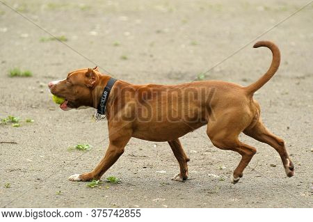 A Happy Staffordshire Bull Terrier Dog Carrying A Tennis Ball While Its Tongue Hangs Out Of Its Mout