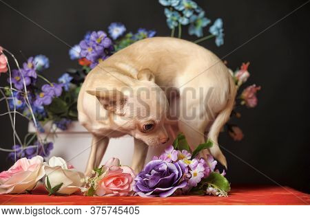 Chihuahua And Flowers In The Studio On A Dark Background