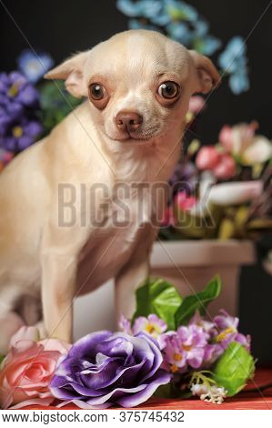 Chihuahua And Flowers In The Studio On A Dark Background