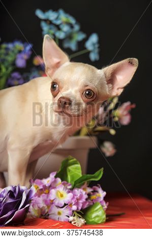 Chihuahua And Flowers In The Studio On A Dark Background