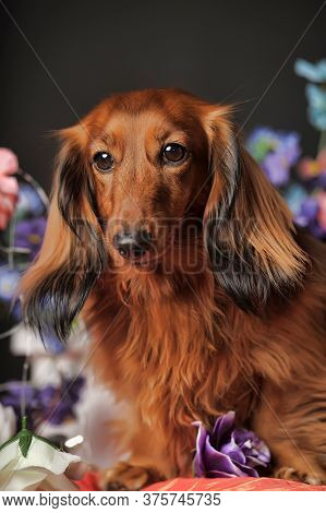 Longhaired Red Dachshund And Flowers