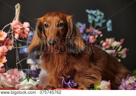 Longhaired Red Dachshund And Flowers