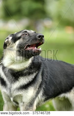 Close Up Alsatian Wolf Dog Or German Shepherd Dog On Green Grass Background. Deutscher Dog.