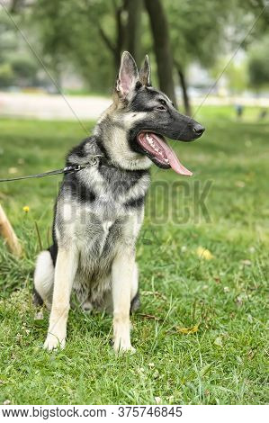 Close Up Alsatian Wolf Dog Or German Shepherd Dog On Green Grass Background. Deutscher Dog.