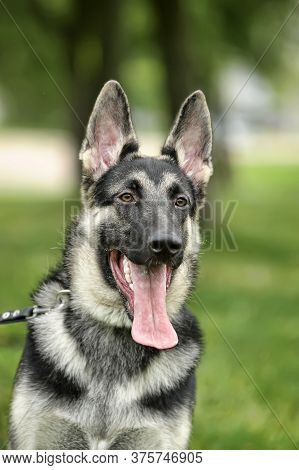 Close Up Alsatian Wolf Dog Or German Shepherd Dog On Green Grass Background. Deutscher Dog.