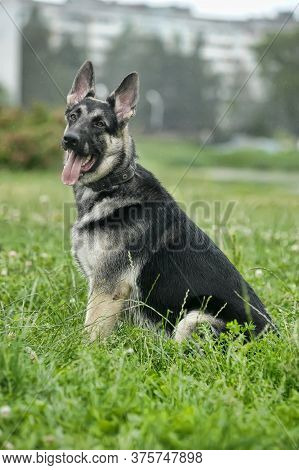 Shepherd On Grass Background