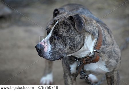 American Staffordshire Terrier