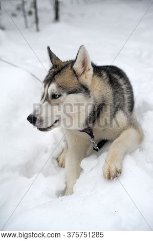Purebreed Huskey In A Field Of Snow