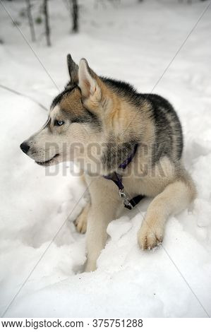 Purebreed Huskey In A Field Of Snow
