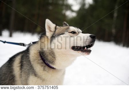 Purebreed Singing Huskey In A Field Of Snow