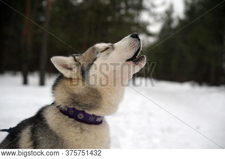 Purebreed Singing Huskey In A Field Of Snow