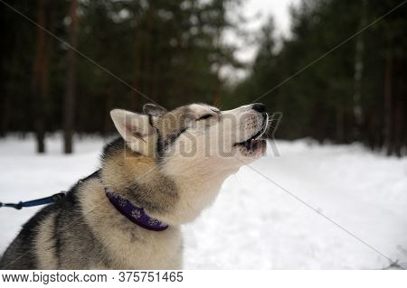 Purebreed Singing Huskey In A Field Of Snow