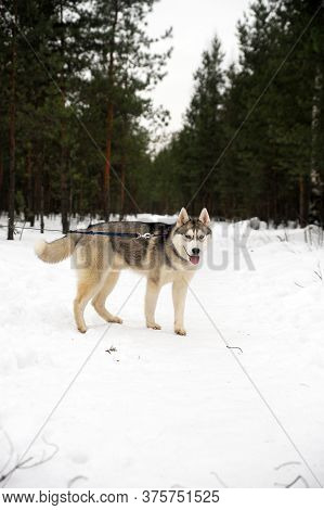 Purebreed Huskey In A Field Of Snow
