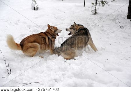 Two Husky Redheads And Gray Play In The Snow