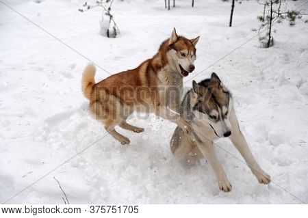 Two Husky Redheads And Gray Play In The Snow