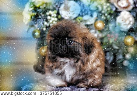 Cute Little Pekingese Puppy In Studio Close Up
