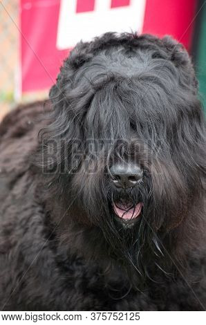 Russian Black Terrier