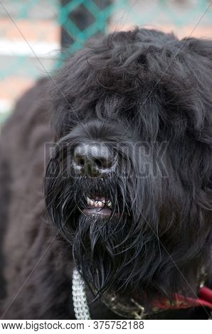 Russian Black Terrier
