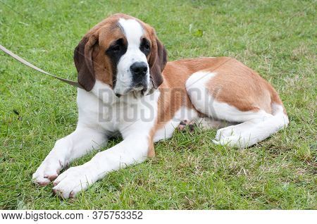 Saint Bernard Dog Laying In Grass