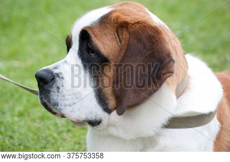 Saint Bernard Dog Laying In Grass
