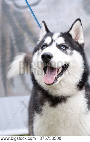 Husky Portrait