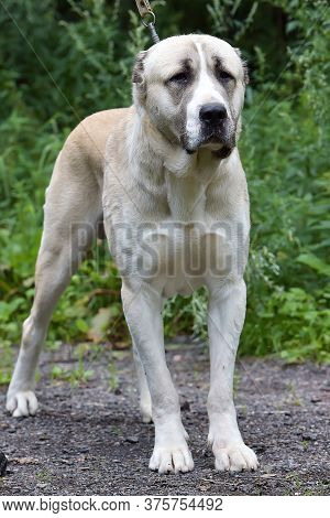Central Asian Shepherd Dog Laying On Grass