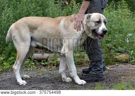 Central Asian Shepherd Dog Laying On Grass