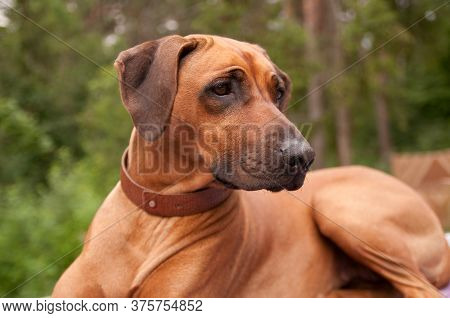 Rhodesian Ridgeback