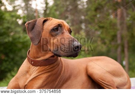 Rhodesian Ridgeback
