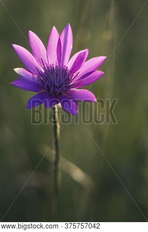 Catananche Caerulea And Bupleurum Longifolium Closeup In Summer