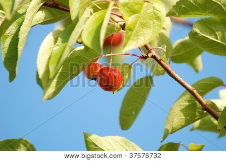 Crab Ã„pfel auf dem Baum