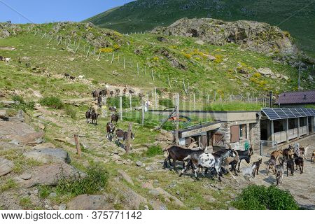 Goats Returning To The Farm From Pastures On Capriasca Valley In Switzerland