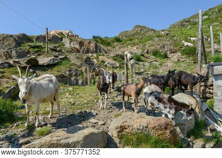 Goats Returning To The Farm From Pastures On Capriasca Valley In Switzerland